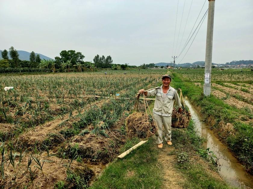 Trăn trở 'đầu ra' của hành, tỏi Kinh Môn - Ảnh 1.