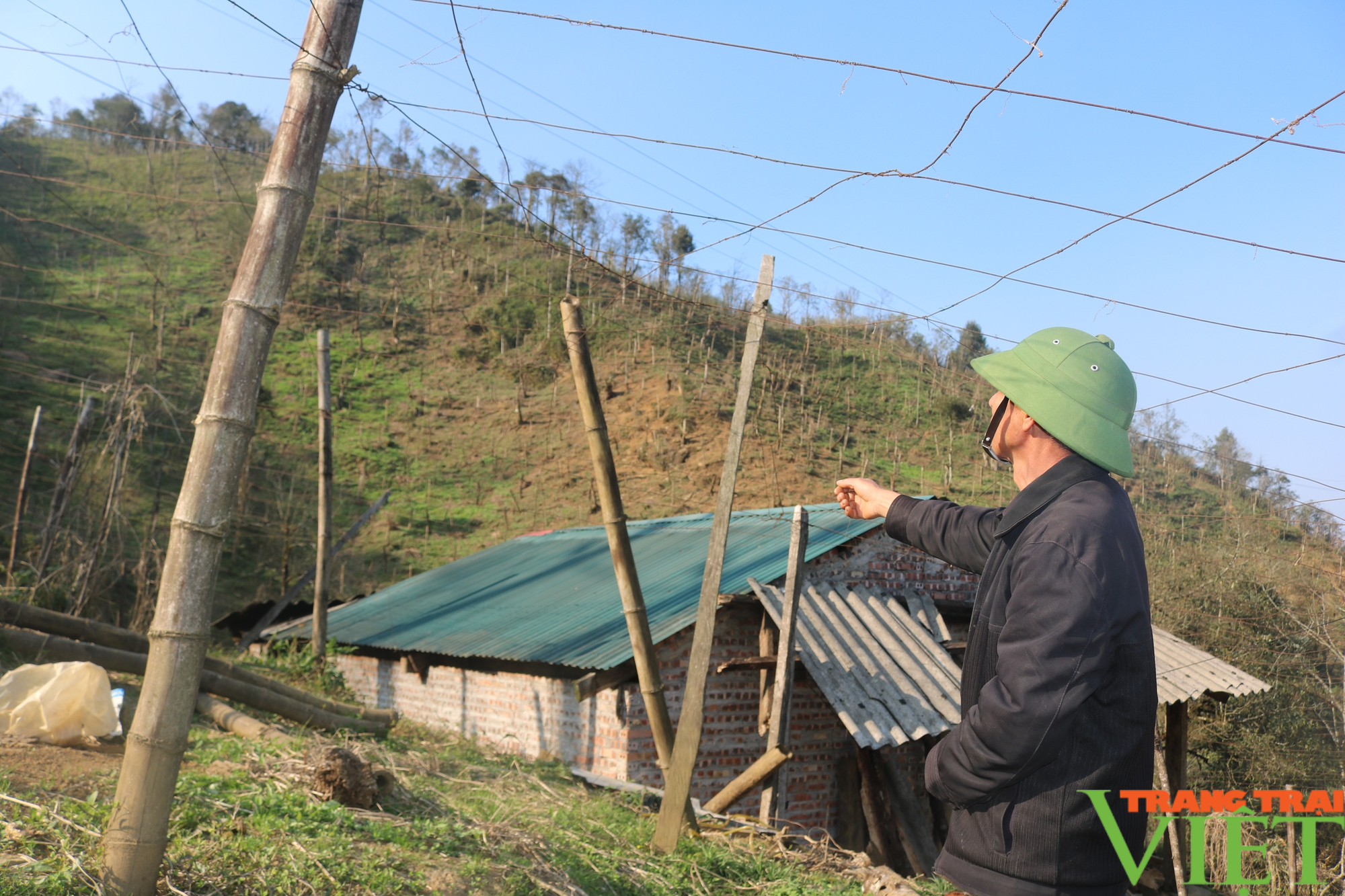 Gần 9,5 ha rừng ở Sa Pa bị lấn chiếm trồng su su  - Ảnh 1.