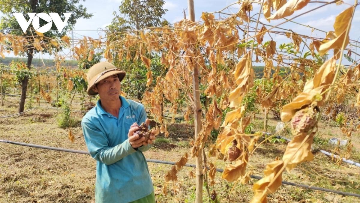 Vườn chanh dây hàng trăm triệu đồng bị kẻ xấu phá hoại - Ảnh 1.