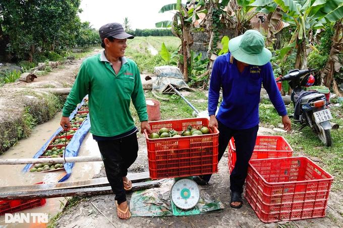 Cam sành tăng giá 10.000 đồng/kg, nông dân miền Tây "nín thở" chờ - Ảnh 2.