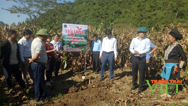 Lai Châu: Cây dong riềng “bén rễ” trên đồng đất Sùng Phài - Ảnh 1.