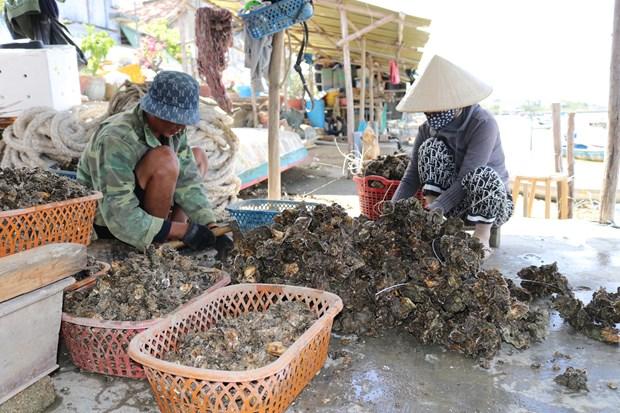 Ninh Thuan khai thac tiem nang, phat trien nghe nuoi bien ben vung hinh anh 4