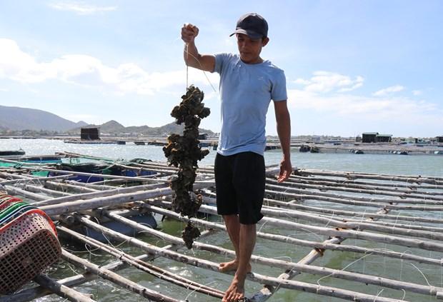 Ninh Thuan khai thac tiem nang, phat trien nghe nuoi bien ben vung hinh anh 2