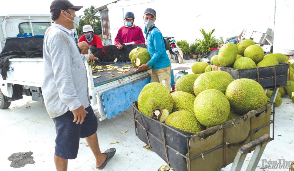 Thu mua mít Thái tại huyện Phong Điền, TP Cần Thơ.