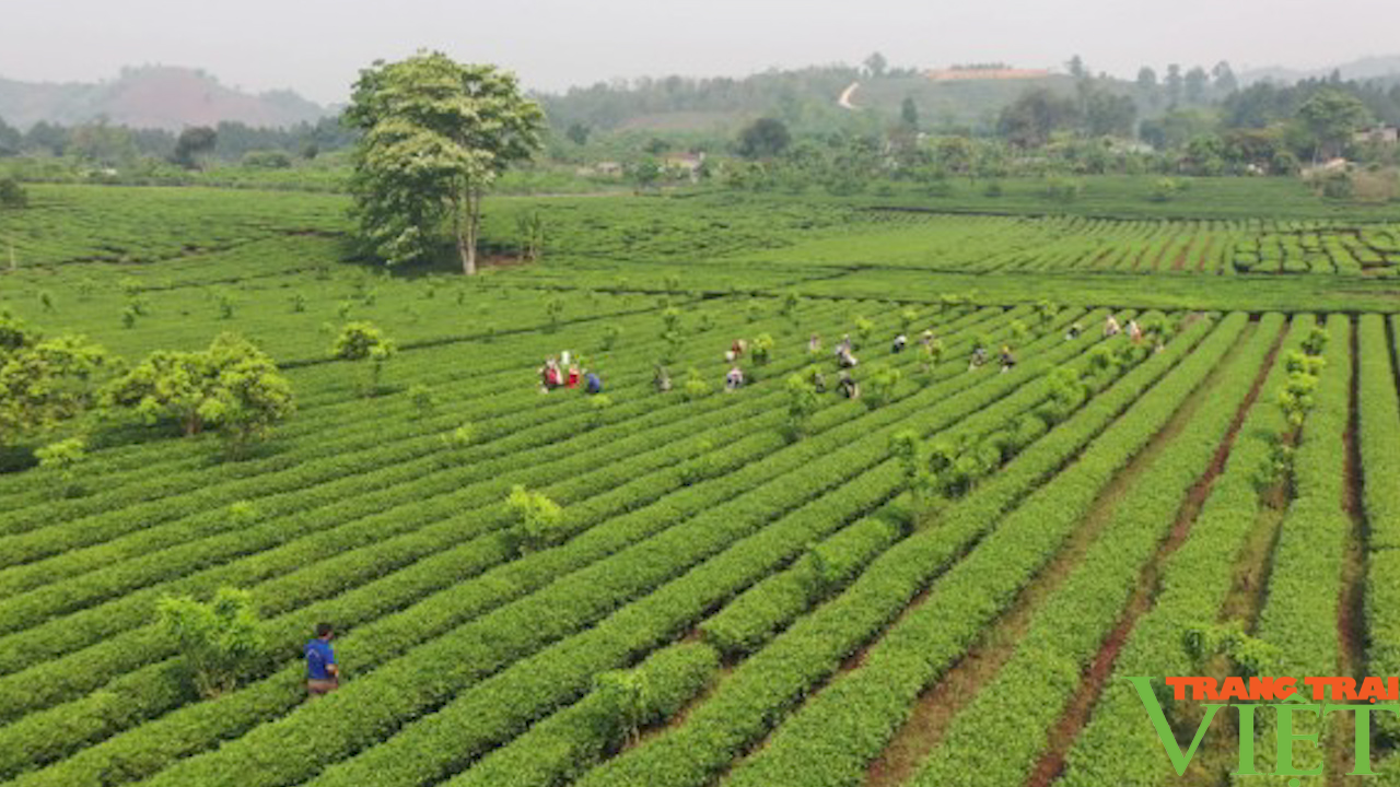 Cây chè giúp người dân làm giàu trên quê hương - Ảnh 2.