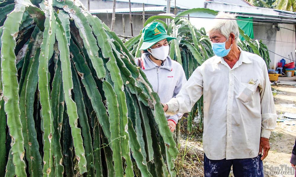 Trồng thanh long ruột đỏ ở Hợp tác xã Phước Thiên, xã Trường Xuân B, huyện Thới Lai.