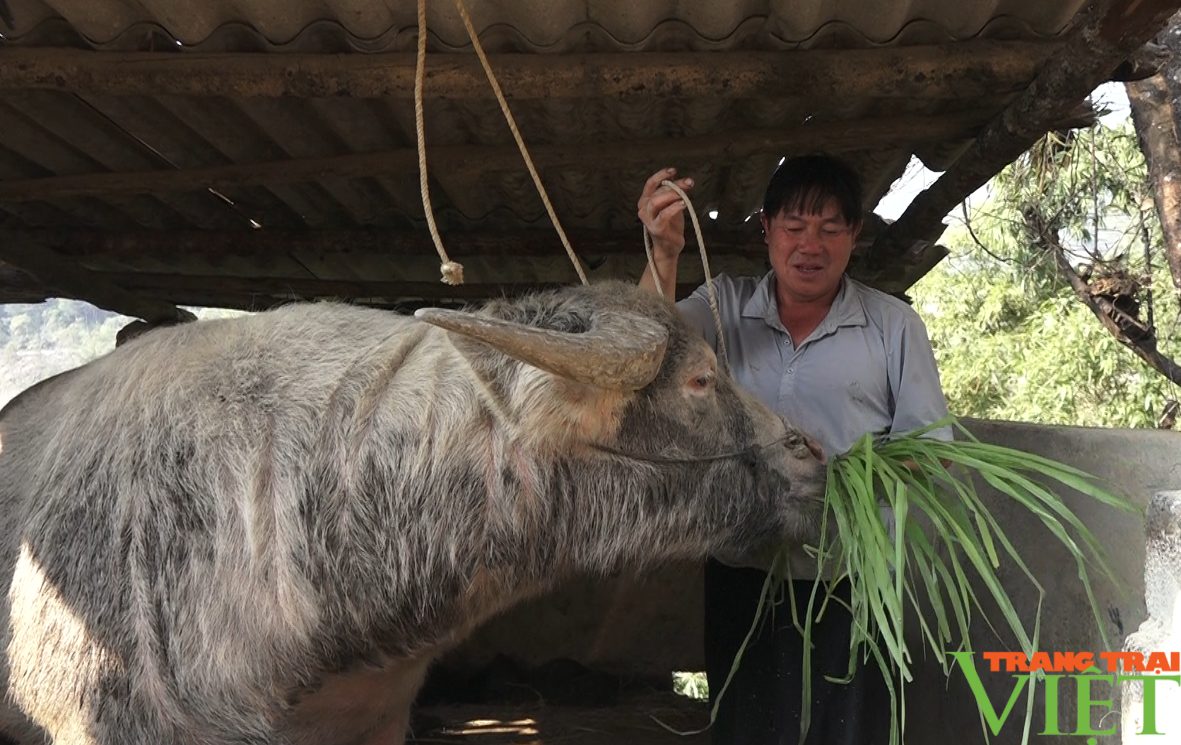 Về Giang Ma xem bà con phòng chống dịch bệnh cho đàn gia súc - Ảnh 2.