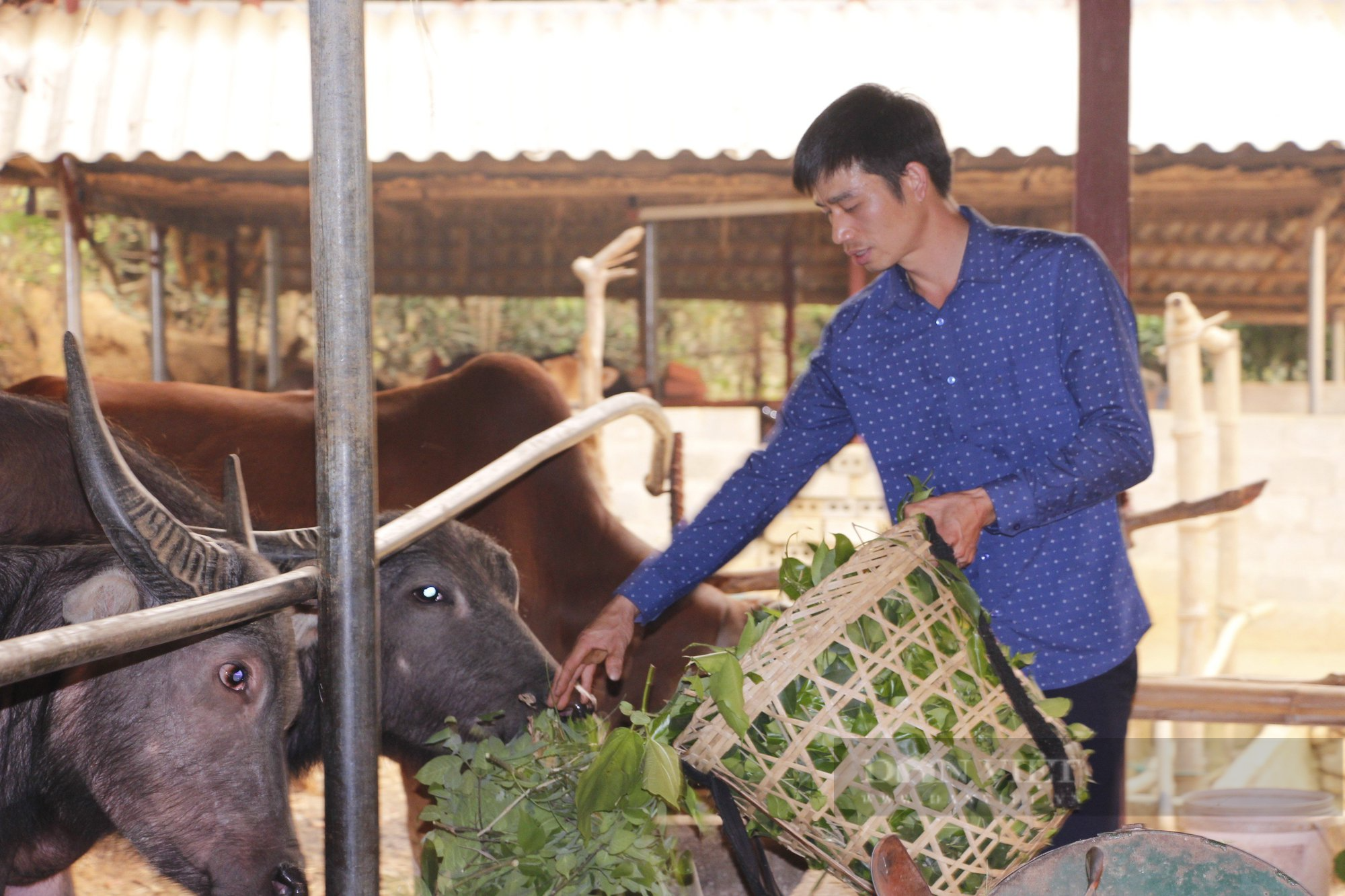 Nông dân thoát nghèo từ mô hình chăn nuôi tuần hoàn - Ảnh 2.