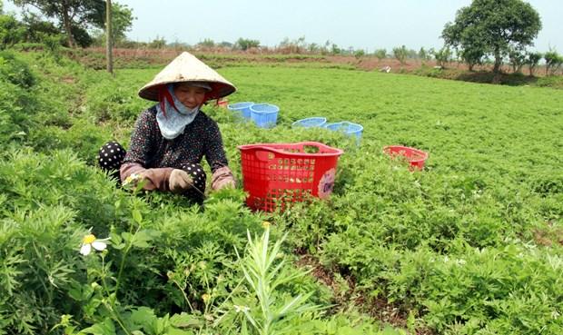 Trong ngai cuu xuat khau cho gia tri cao hinh anh 2