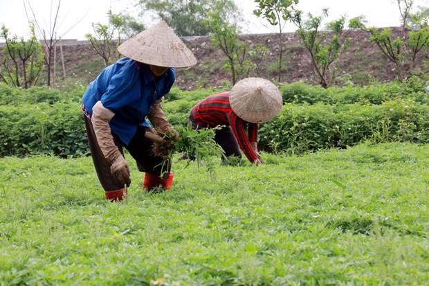 Trong ngai cuu xuat khau cho gia tri cao hinh anh 1