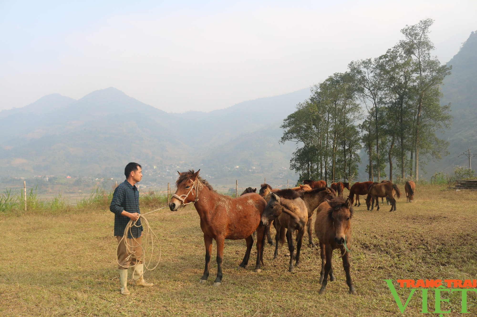 Một nông dân Lào Cai giàu lên nhờ nuôi ngựa theo hướng hàng hóa  - Ảnh 4.