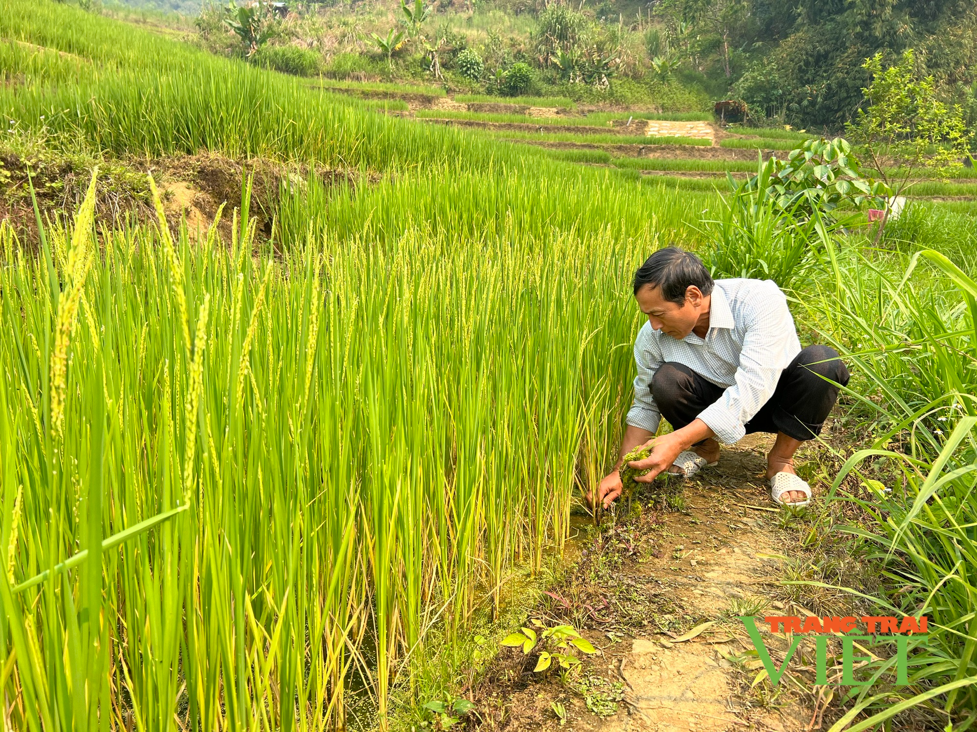 Mường Tè phát triển sản xuất nông nghiệp hàng hóa  - Ảnh 1.