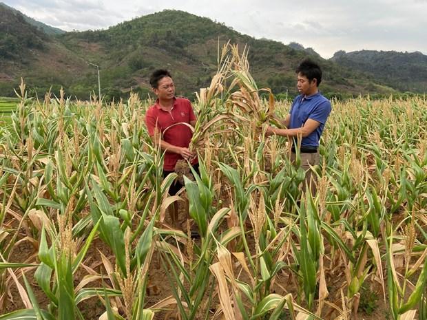 San xuat nong nghiep o Lai Chau gap kho do kho han hinh anh 1