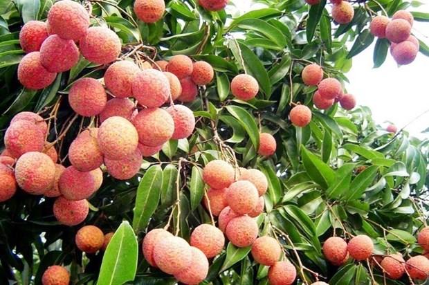 Dak Lak nang cao vi the, phat trien on dinh cay vai thieu hinh anh 2