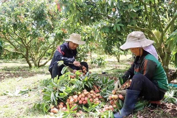 Dak Lak nang cao vi the, phat trien on dinh cay vai thieu hinh anh 4