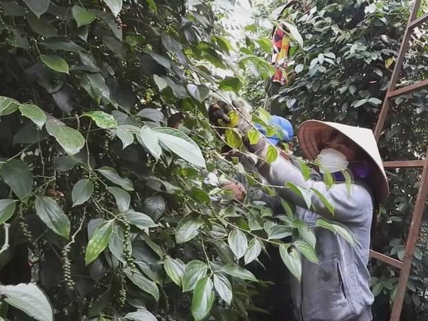 Nha nong trong ho tieu o Binh Phuoc lao dao hinh anh 1