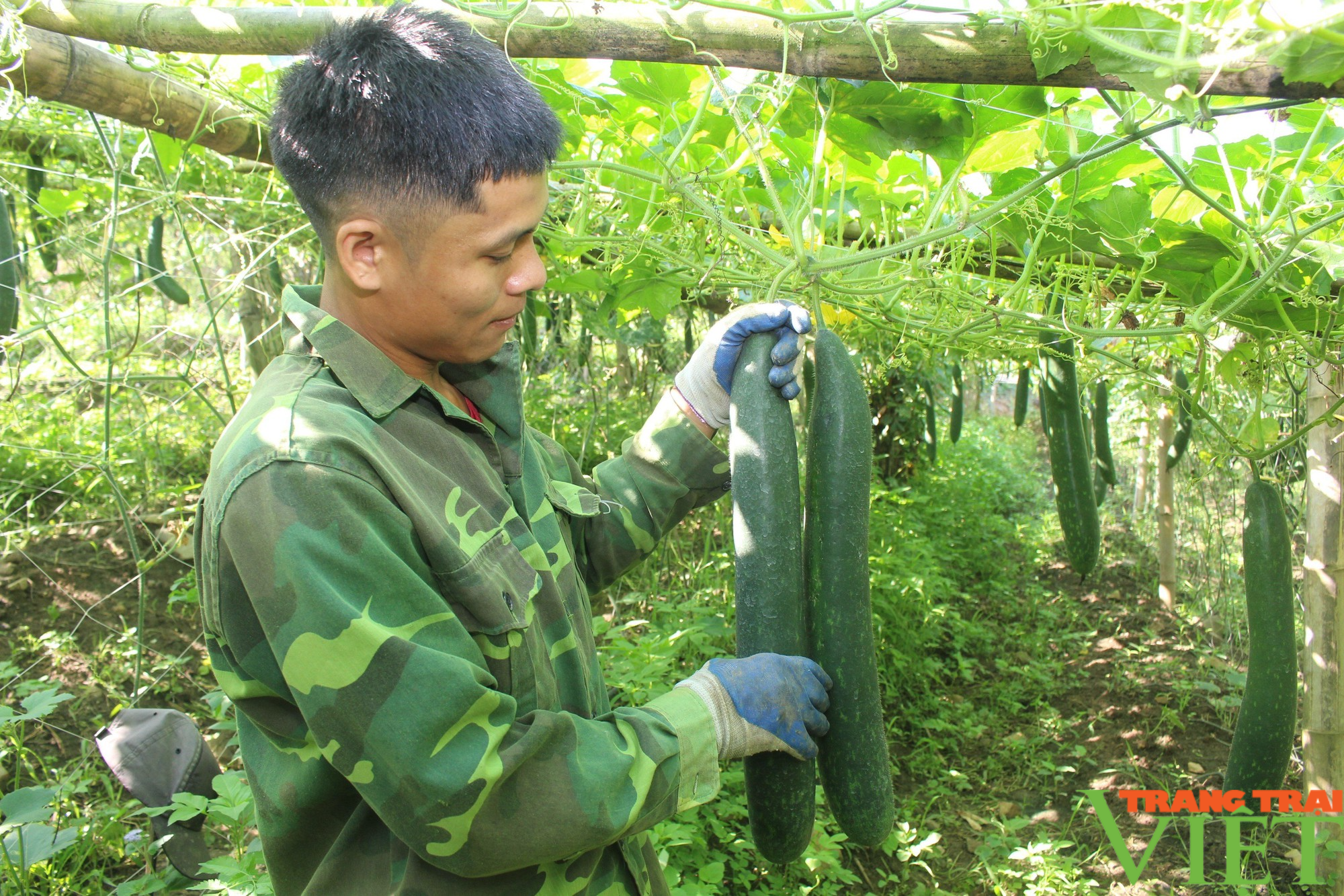 Nông dân vùng biên Sơn La tích cực phát triển kinh tế - Ảnh 4.