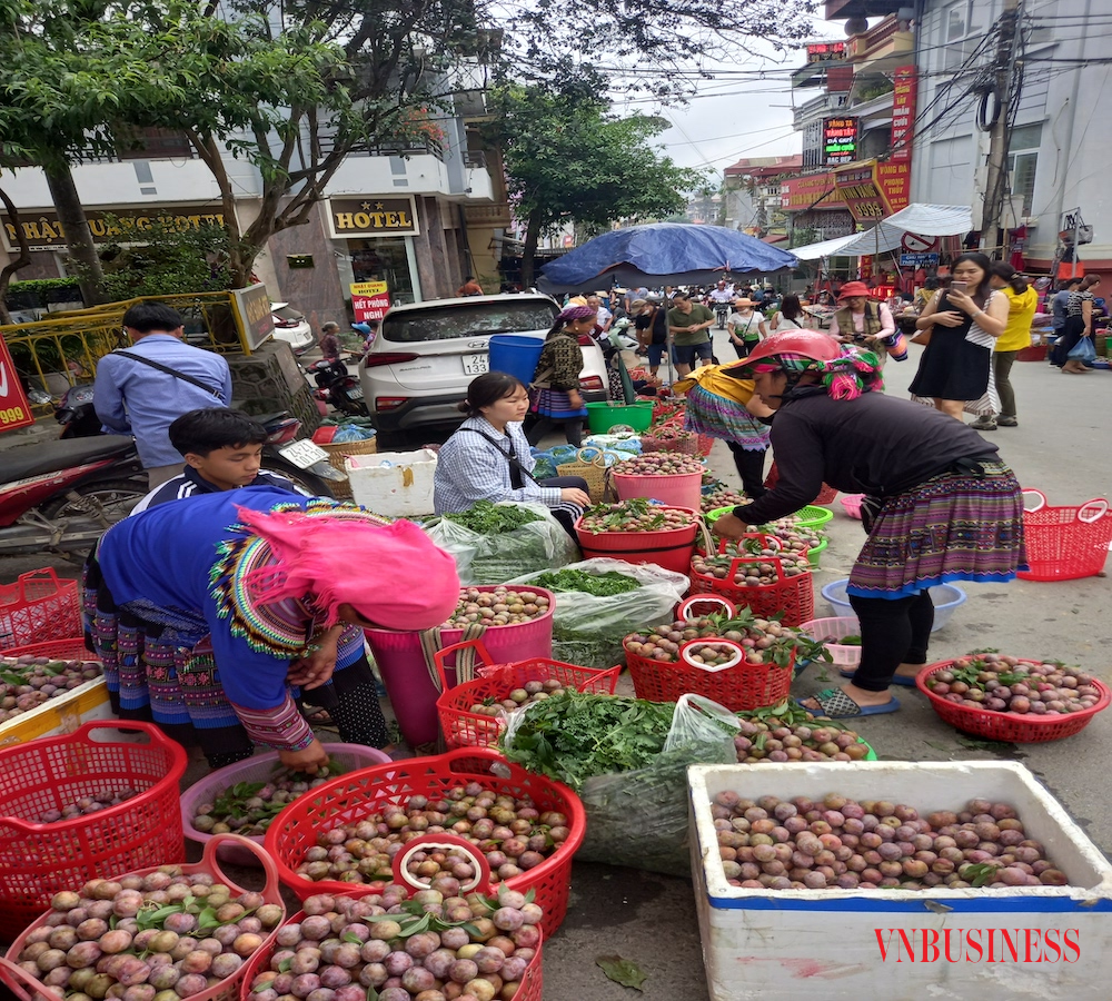 Đặc sản Bắc Hà chín đỏ, nhà vườn thu tiền triệu mỗi ngày - Ảnh 2.