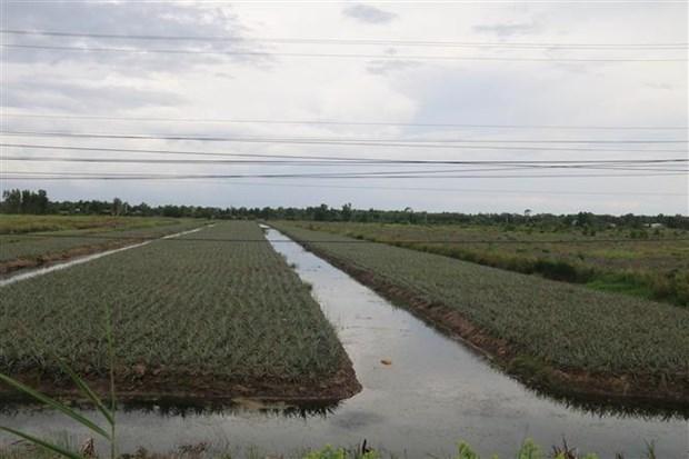 Hieu qua tu chuyen doi dat lua kem hieu qua sang cay trong khac hinh anh 1