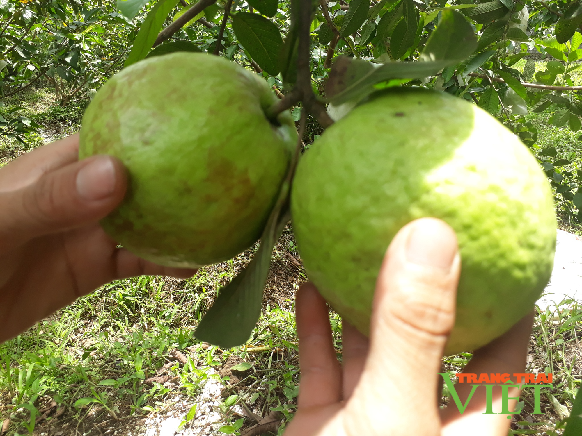 Lai Châu: Thanh niên Hua Nà làm giàu từ trồng ổi, nuôi hươu sao - Ảnh 3.