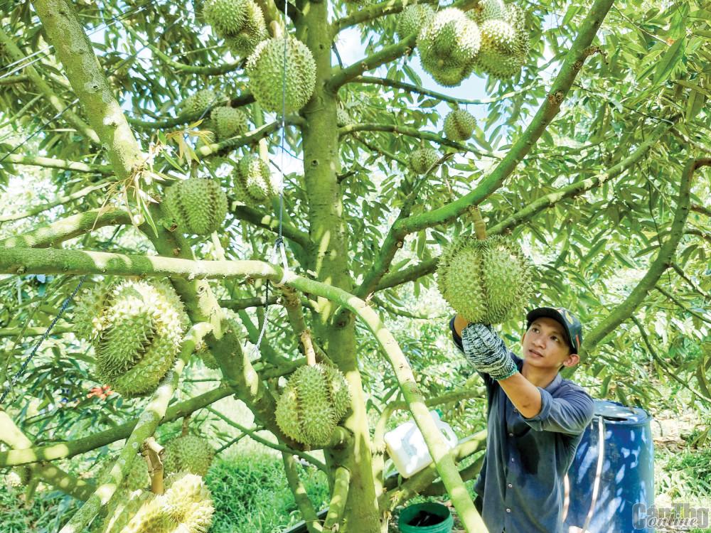 Sầu riêng tại vườn của anh Nguyễn Nhật Minh ở xã Đông Thuận, huyện Thới Lai.