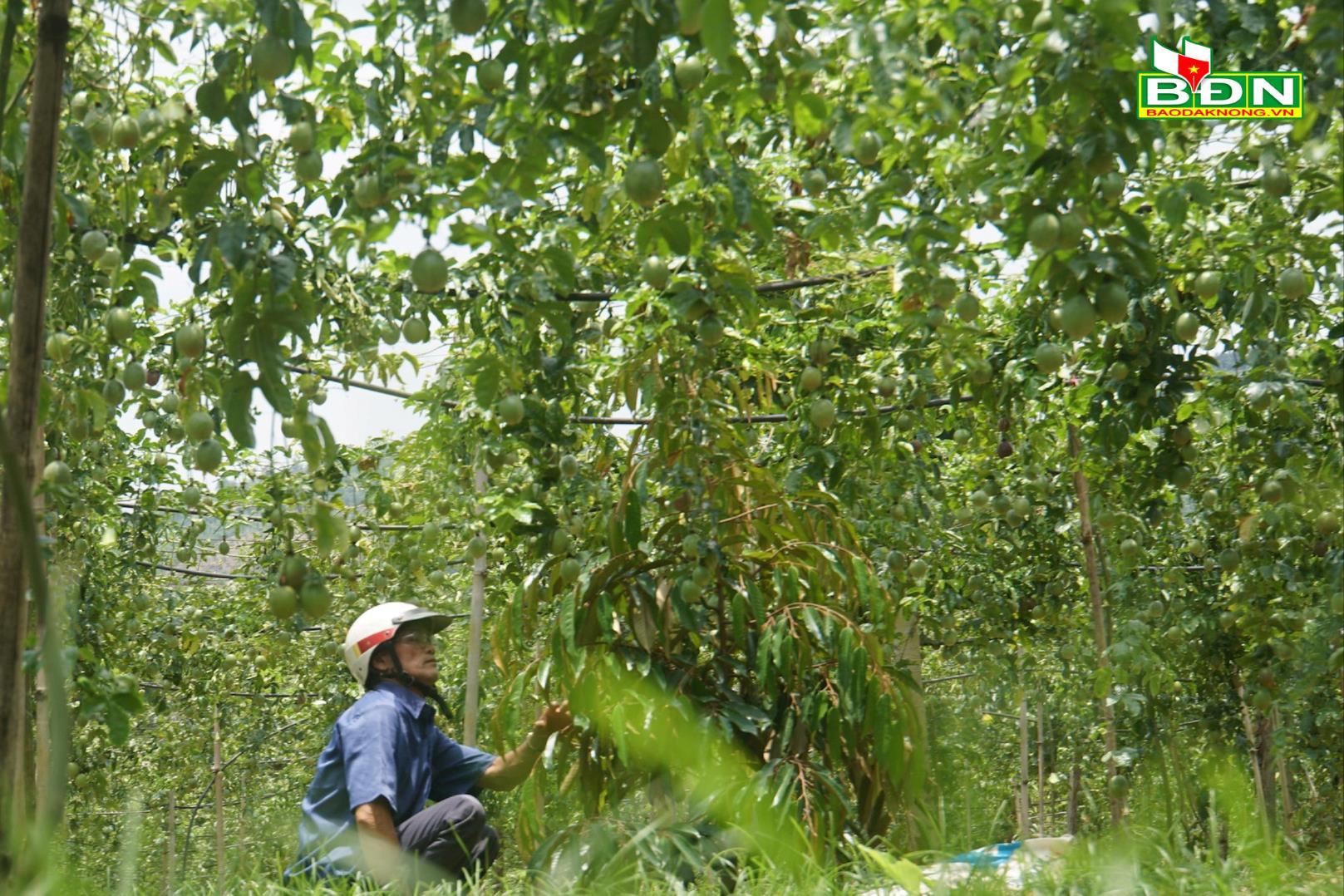 Đắk Nông: "Hụt hơi" theo chanh dây - Ảnh 1.