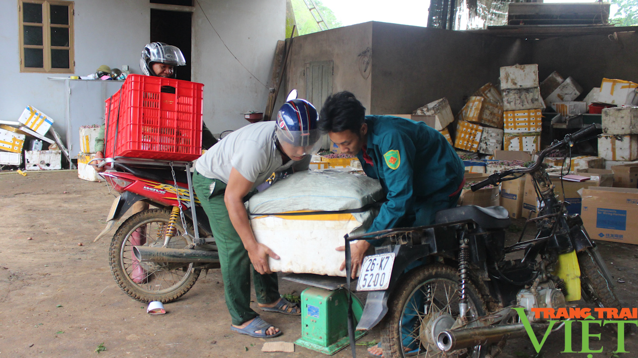 Phiêng Khoài: Trồng mận hậu, lão nông biên giới đổi đời - Ảnh 5.