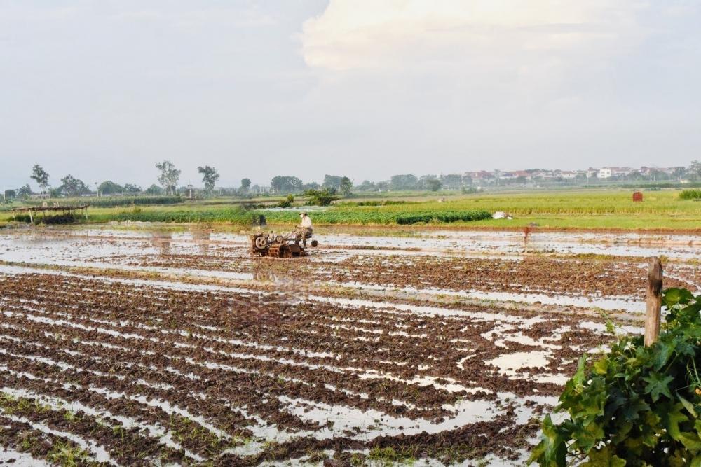 Mê Linh chuẩn bị sẵn sàng cho sản xuất lúa vụ Mùa 2023