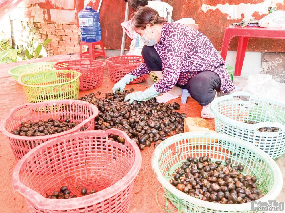 Ốc bươu đen được thương lái trên địa bàn huyện Phong Điền thu mua, phân loại đưa đi các nơi tiêu thụ.