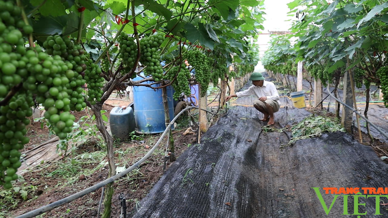 Sơn La: Tập trung phát triển nông nghiệp công nghệ cao - Ảnh 3.