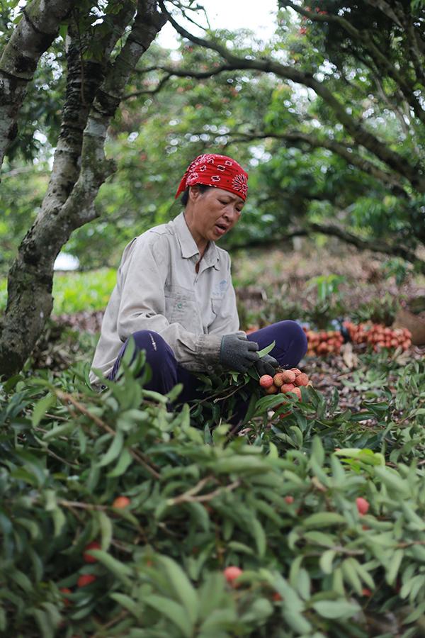 Vải thiều Thanh Hà vừa mất mùa vừa mất giá, nông dân xót xa bán buôn 15 nghìn đồng/kg - Ảnh 9.