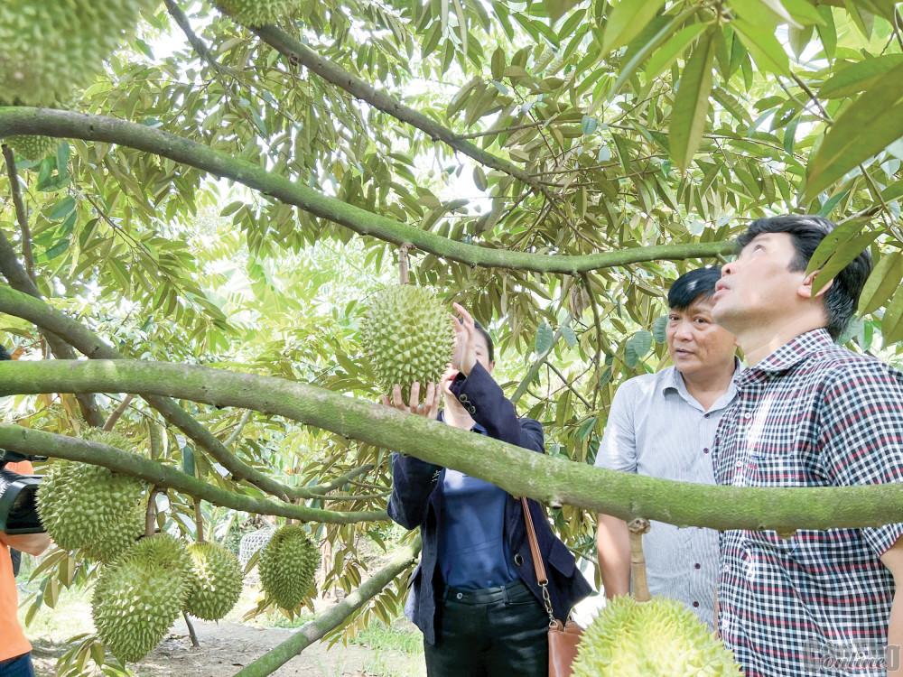 Ngành Công Thương TP Cần Thơ cùng huyện Phong Điền kết nối, giới thiệu cho các đơn vị thu mua sầu riêng trồng tại huyện Phong Điền.