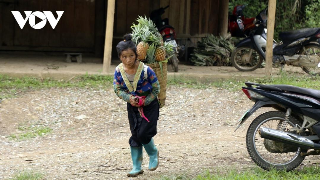 Tại bản Pu Lau từ năm 2017 đến nay, sau khi nhân rộng mô hình trồng dứa mật, người dân nơi đây đã từng bước có thu nhập ổn định, vươn lên khấm khá; cả bản hiện chỉ còn 7 hộ nghèo.