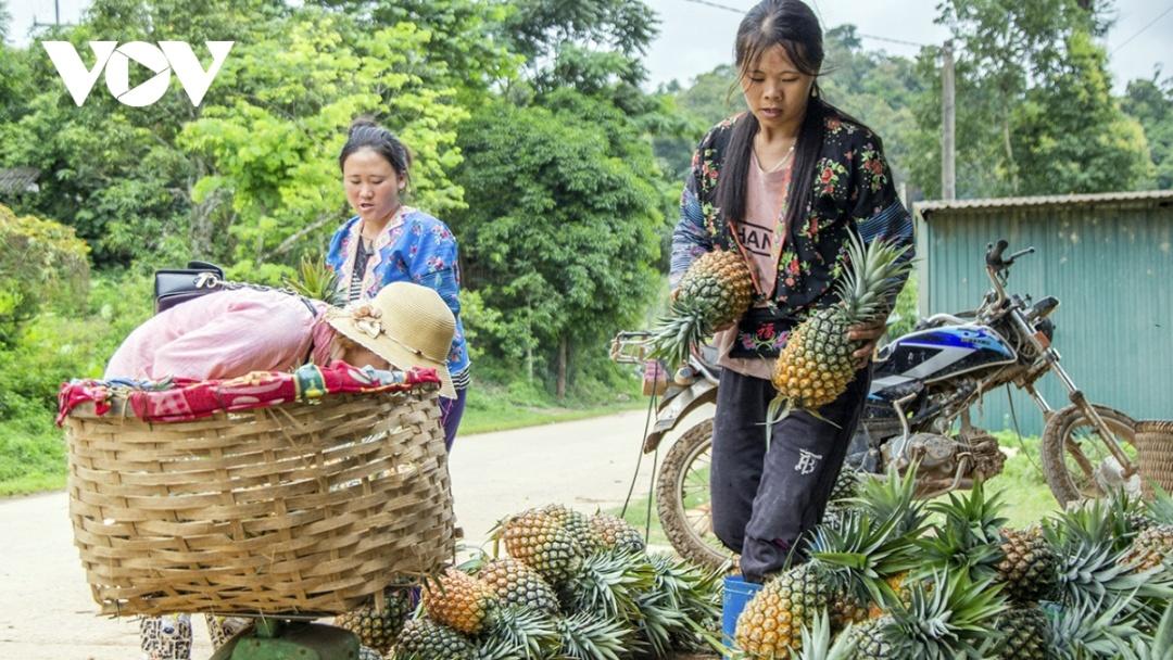 Hợp đất, dứa có chất lượng tốt, quả ngọt, mọng nước và năng suất cao, có quả nặng 3 - 4kg.