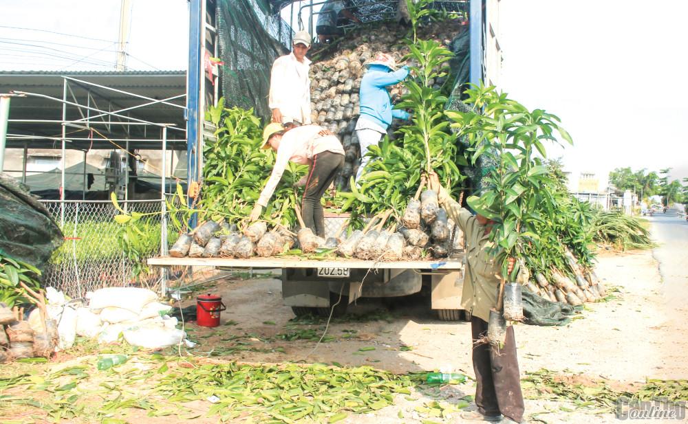 Cây giống ăn trái sản xuất tại huyện Chợ Lách, tỉnh Bến Tre được đưa lên xe tải chở đi các nơi tiêu thụ.