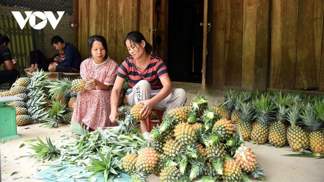 Mục tiêu của xã Mường Nhà là canh tác dứa mật 100% theo hướng hữu cơ, phát triển sản phẩm dứa Mường Nhà trở thành một trong những sản phẩm OCOP tiêu biểu của địa phương.