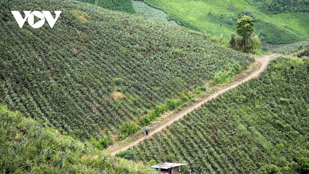 Bản Pu Lau là khu vực trồng nhiều dứa nhất xã Mường Nhà, huyện Điện Biên, khi hơn 110 hộ dân trong bản đều trồng dứa, nhà ít thì vài trăm mét, hộ trồng nhiều thì vài ha. Cả bản đến nay đã có hơn 50ha đất trồng dứa.