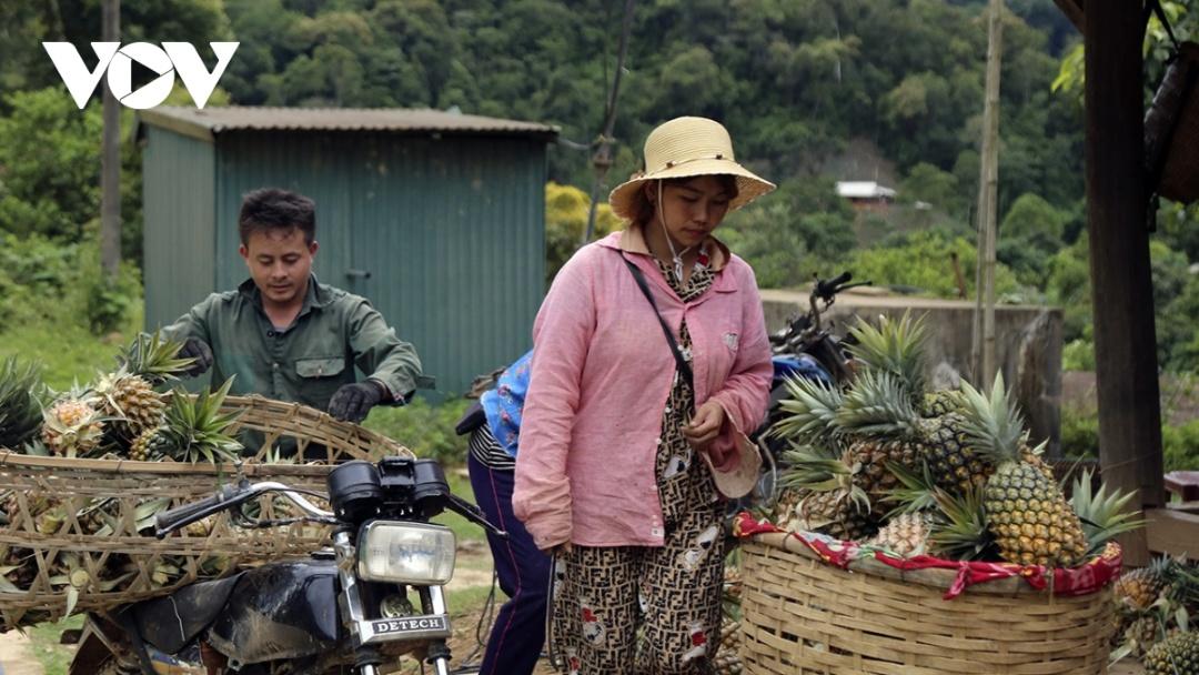 Toàn xã Mường Nhà đến nay đã có trên 60ha dứa của gần 300 hộ dân thuộc 6 bản