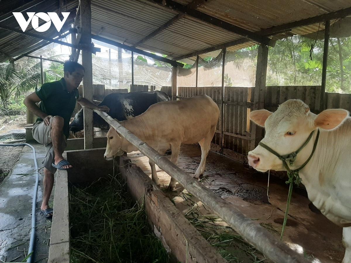 Giá bò thương phẩm tại Tiền Giang, Bến Tre giảm mạnh, nông dân khốn khổ, không có lãi - Ảnh 1.