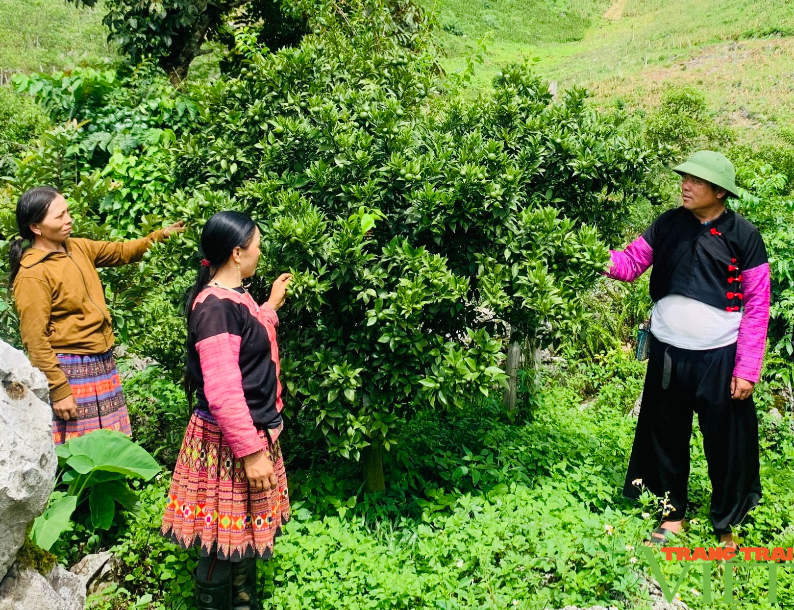 Sơn La nhân rộng mô hình "Nông dân dạy nông dân" - Ảnh 2.