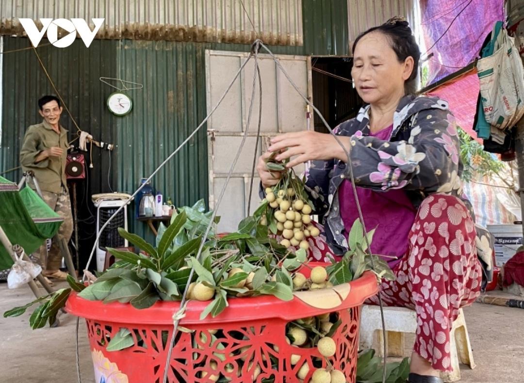 Những chùm nhãn tươi được thu hái, vận chuyển tới khách hàng trong ngày.