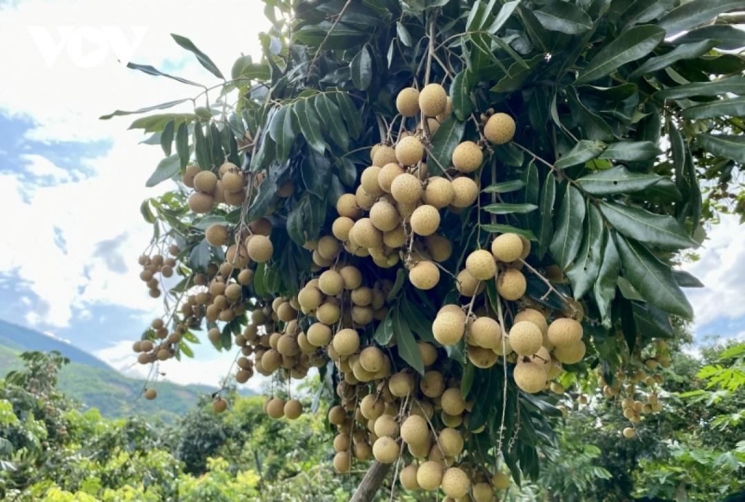 Nhãn Sông Mã có hương vị đặc trưng, vỏ mỏng, cùi dày và giòn...