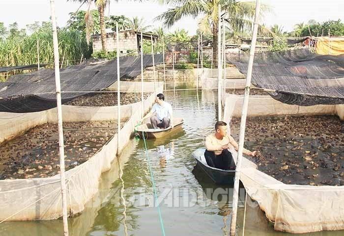 Cho cá rô đồng sống chung ao với ếch, anh nông dân tên Loạn ở Hải Dương làm thế nào mà thu bộn tiền - Ảnh 1.