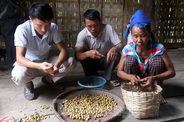 Thứ quả hái phải dùng gậy, dao để níu cành xuống, chặt lấy đoạn có quả, dân Tây Nghệ An hồ hởi thu hoạch  - Ảnh 6.