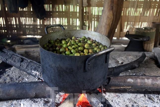 Thứ quả hái phải dùng gậy, dao để níu cành xuống, chặt lấy đoạn có quả, dân Tây Nghệ An hồ hởi thu hoạch  - Ảnh 4.