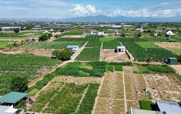 Ninh Thuan day manh chuyen doi cay trong de nang cao hieu qua san xuat hinh anh 2