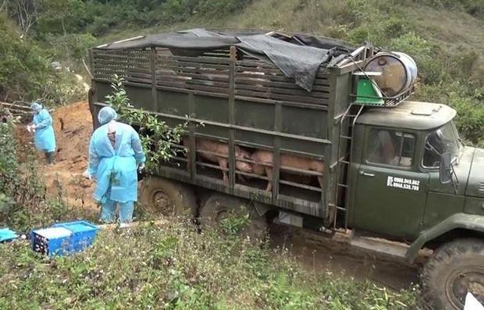 Long An ngăn chặn, xử lý tình trạng nhập lậu lợn qua biên giới - Ảnh 1.