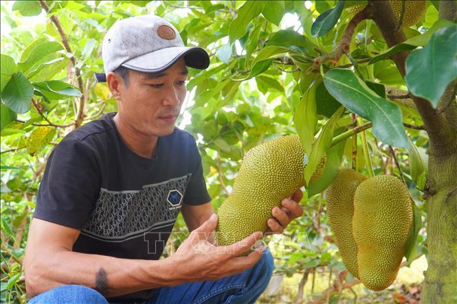 Xôn xao dư luận, ngành nông nghiệp gặp người đã lai tạo và trồng thành công giống mít hương sầu riêng - Ảnh 2.