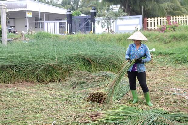 Tra Vinh: Khuyen khich nong dan ung dung khoa hoc trong chuyen canh cay mau hinh anh 1