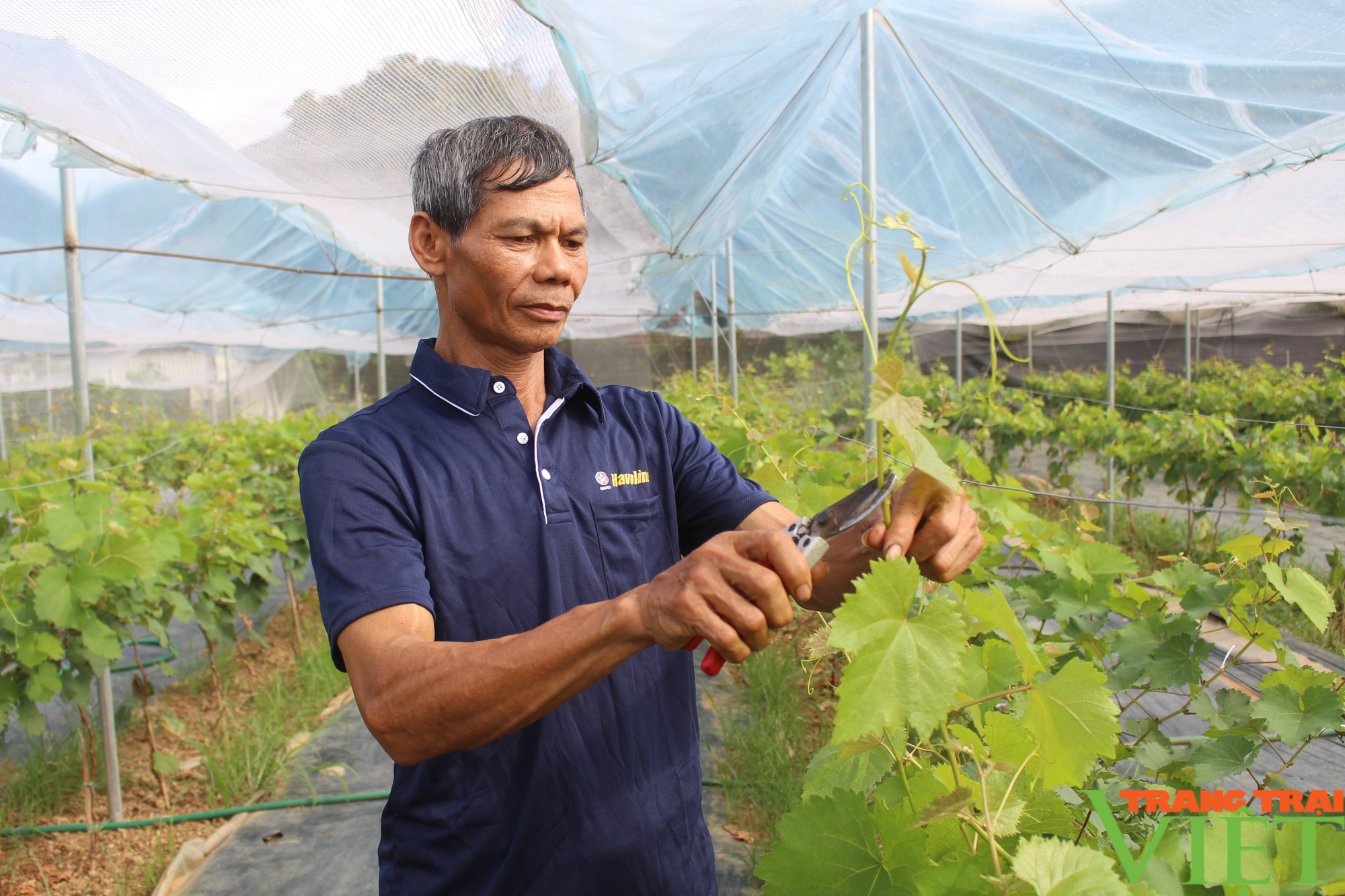 Huyện vùng biên Sơn La xây dựng vùng cây ăn quả chất lượng cao - Ảnh 4.